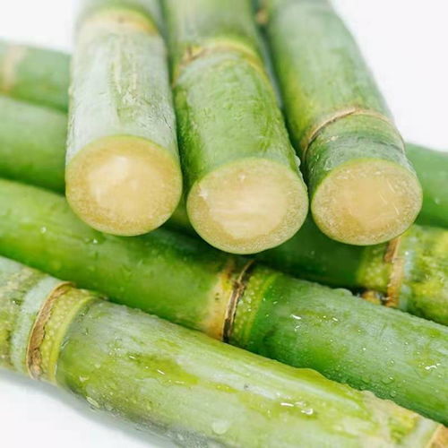 桂林山水甲天下，廣西綠皮甘蔗鮮天下 當季整箱批發，孕婦食之安全
